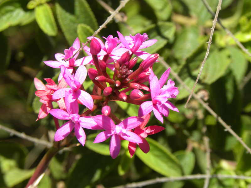 estado-aposta-na-conscientizacao-para-acabar-com-furto-de-especies-nativas-da-flora-botanica 2