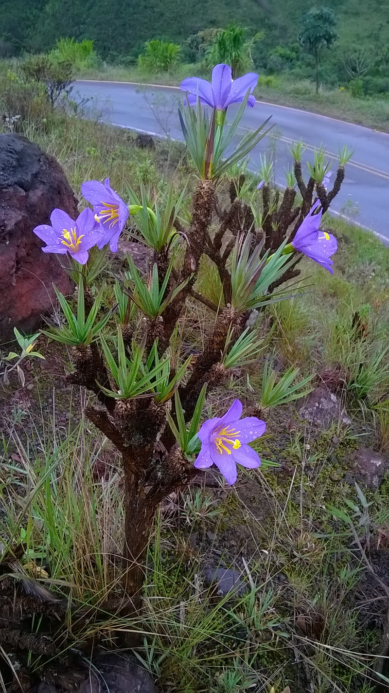 estado-aposta-na-conscientizacao-para-acabar-com-furto-de-especies-nativas-da-flora-botanica 3