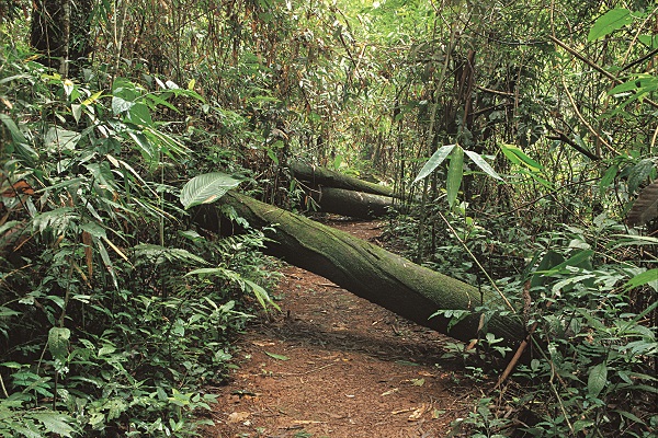 Nova Baden trilha dos troncos-