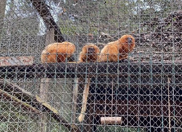 micos_operação_macaw