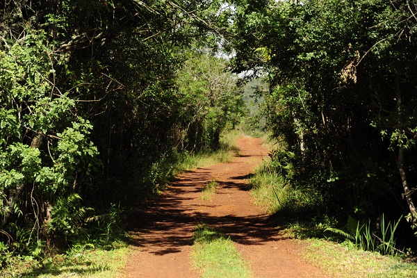 Parque_Estadual_do_Itacolomi_-_Foto_Evandro_Rodney_14