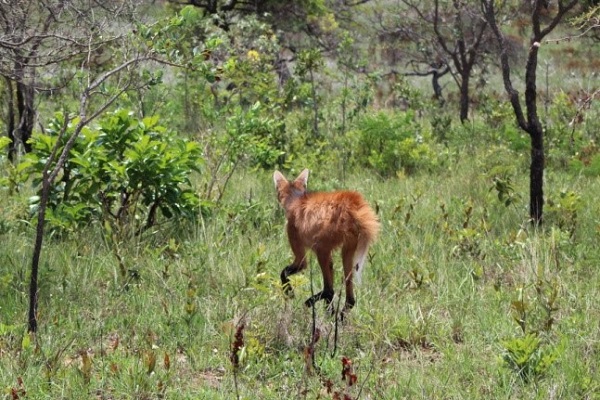 Soltura_Animais