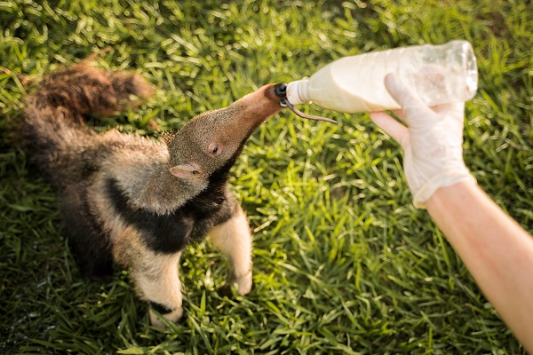 tamandua_dentro_1