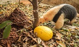 Tamandua_tetradactyla_tamanduá_mirimint