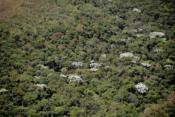 MataAtlântica_Dentro